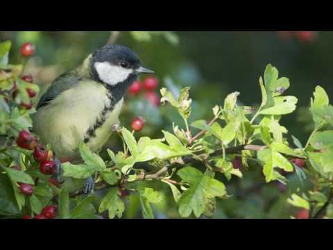 A focus on Hawthorn hedging: All you need to know about Crataegus Monogyna