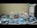 Maltese dogs for sale: Sid  - Video 1
