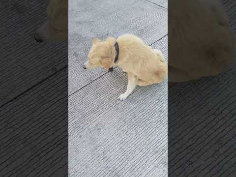 Junjun our Dog @teresacommunity (04-07-24)