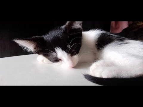 Love you my Cute Cats