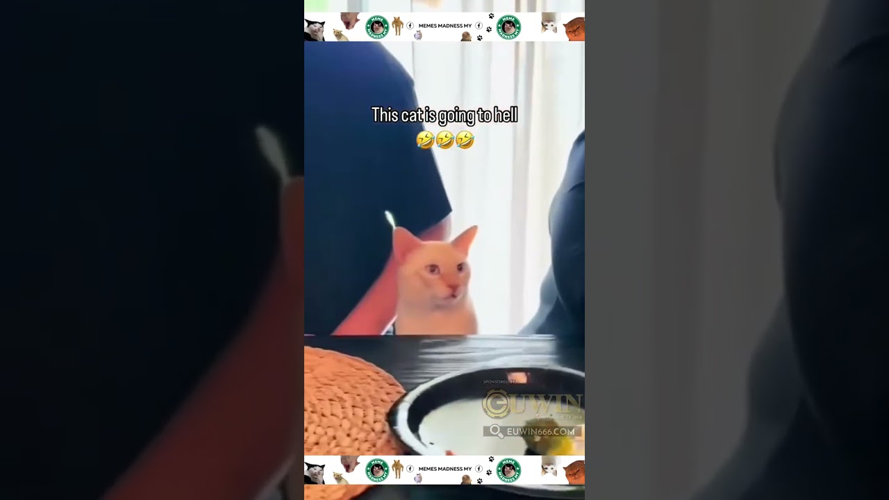 This cat is going to hell😂 CTTO #foryou #funnyvideo #funny #cat #cats #catmemes #fyp