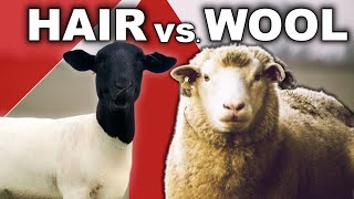 WHY HAIR SHEEP ARE MORE VALUABLE THAN WOOL SHEEP 2023 | Market Farming Profitability Ranching Profit