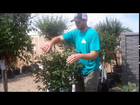 Ground Effects, Sioux Center