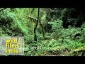 Khonoma forest : Fantastic forest under storey in ...