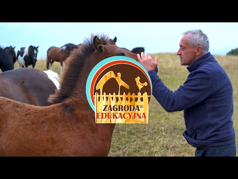 ZWIASTUN "Wirtualne wizyty w zagrodach edukacyjnych"