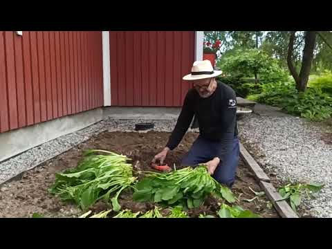 Kuunlilja penkin tekoa