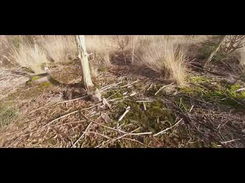 Scouting for Bonsai and other stuff 😁 Sunday 30-1-22