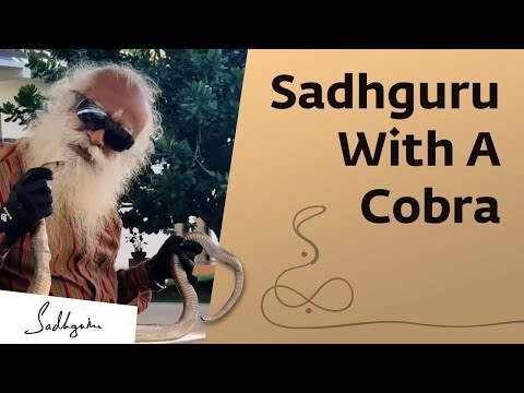 Sadhguru with a cobra on Nag Panchami | #Shorts