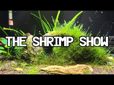 Algae Clean Up Crew - The Shrimp Show: Episode 8