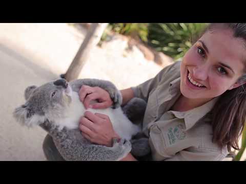 These Extra Cute Koala Moments Would Make Anyone Smile