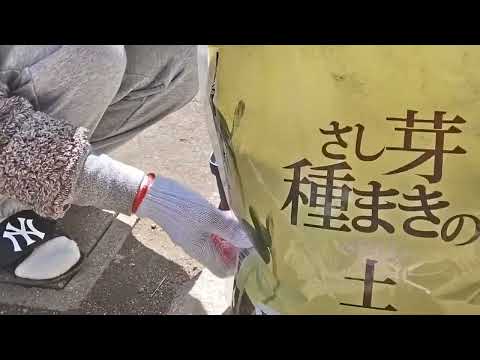 なぜマリーゴールドを庭に植えるのですか？おばあちゃんのヒントを見つけてください！  庭園