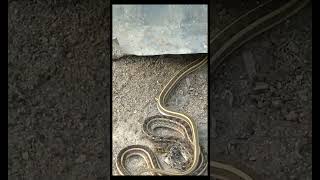 Download lagu #sapa khela # 🧐short video##viral mp3 Download lagu #sapa khela # 🧐short video##viral mp3