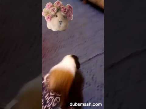 Sisinka a vanilaka ( mam chut žít jako kaskadér)