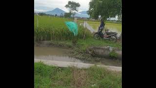 Download lagu Misteri Gunung Merapi⛰ mp3
