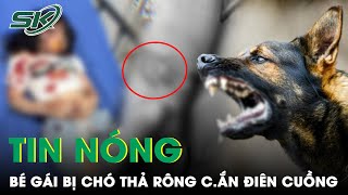 Tối 28/3: Thót Tim Clip Bé Gái Nhỏ Tuổi Bị Chó Thả Rông Tấn Công “Điên Cuồng” Dẫn Đến Trọng Thương