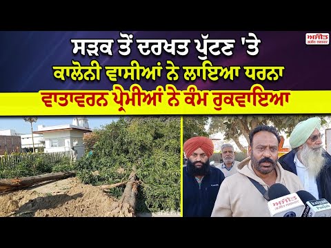 ਸੜਕ ਤੋਂ ਦਰਖਤ ਪੁੱਟਣ 'ਤੇ ਕਾਲੋਨੀ ਵਾਸੀਆਂ ਨੇ ਲਾਇਆ ਧਰਨਾ 