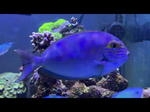 93g Mixed Reef 🪸 updated 