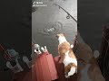 #fishing #jackrusselterrier #dog #attacking #bluegill #brim #bait #fish #florida #water #dogs #fyp