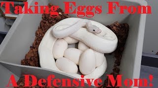 Getting Eggs From A Defensive Mom Snake!