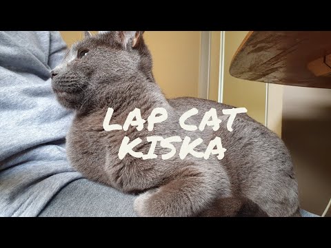 Russian blue kiska is a lap cat. 러시안블루 고양이 ASMR