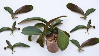 👍🔥 Eine effektive Möglichkeit, Orchideen zu vermehren! Die Wurzeln wachsen wie verrückt!