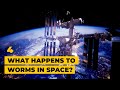 What Happens To Worms In Space Sending Worms To Space With Colleen Deane