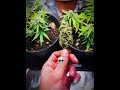 White widow - royal queen seeds
