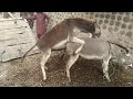 Excellent Donkey Meeting First Time ANIMALS SECRET