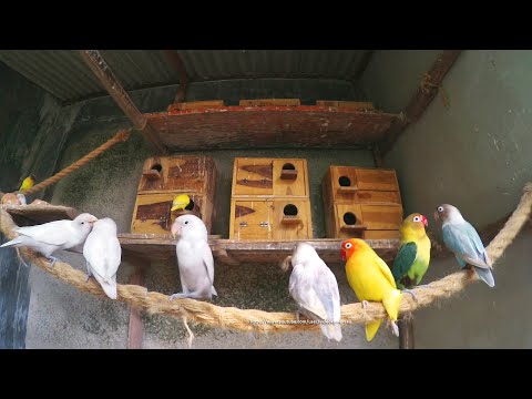 Lovebirds (Personata & Fischer) - Monday, December 21st, 2020