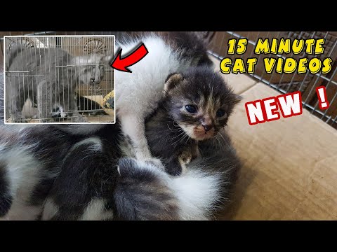 The mother cat does not want to give milk, her kittens cry - funny cat videos