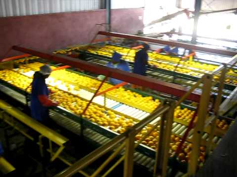 Smitko Packhouse2.AVI