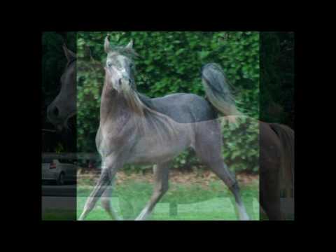 Colt : cares lc : for sale !!!