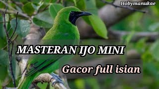 Download lagu MASTERAN CUCAK IJO MINI || GACOR FULL ISIAN || terapi cucak ijo mp3