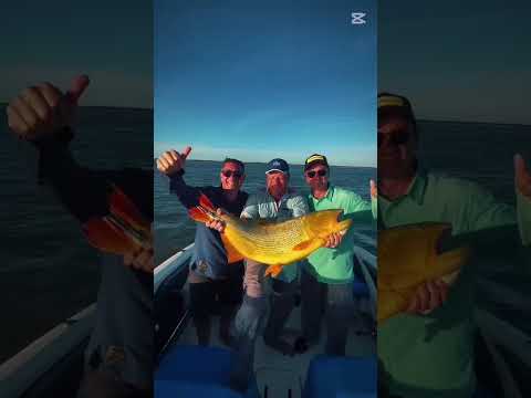 Pesca de dorado  en el Alto Paraná Itá Ibate Corrientes