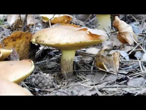 160830 2 Once In A Lifetime by Johan Glossner