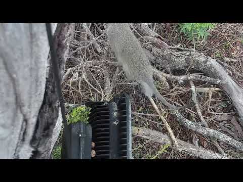 Djuma: Vervet Monkeys at cam tree and Grey Heron in tree - 07:31 - 09/29/21