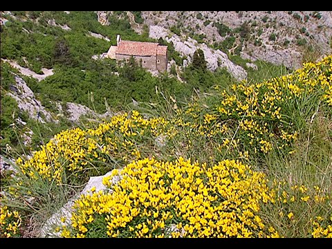 Flora e vegetazione della Val Rosandra, intervento del botanico Fabrizio Martini
