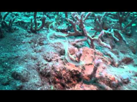 Leptocephalus @ Seraya Secrets - Bali Reef Divers - Dive Bali