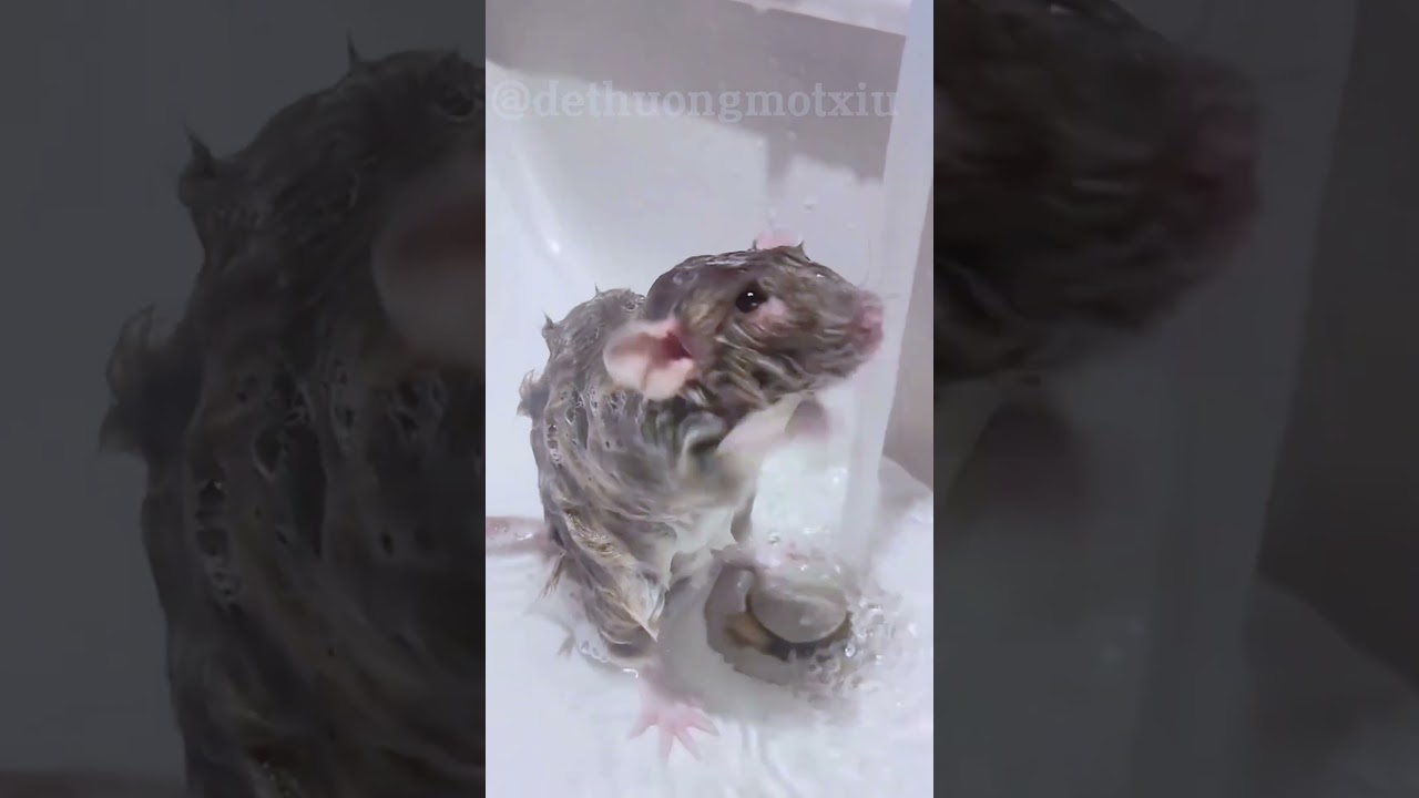 Top 3 khoảnh khắc tắm tiên của các bé 🐹💦😂 #trendingshorts#funny