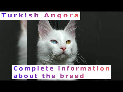 Turkish Angora. Pros and Cons, Price, How to choose, Facts, Care, History