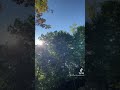 More migrating common grackles