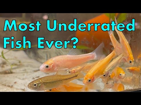 You so need rosy red minnows but just don't know it yet