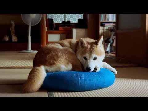 youtube-動物記事1970/01/01 09:00:00