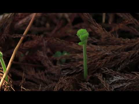 映像作家 保山耕一氏 による「奈良、時の雫」　簾編