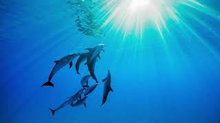 Yanada - 81 BPM - The Preatures