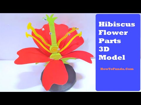 hibiscus flower 3d model with parts for science project exhibition biology project howtofunda