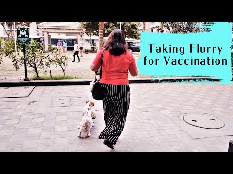 Taking My Puppy for Vaccination | Treatment and Tips - Dealing With Red Stain in Dogs Video