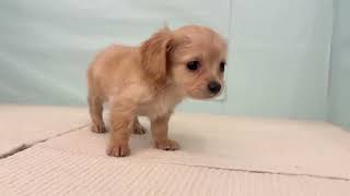 ハーフ犬の動画01