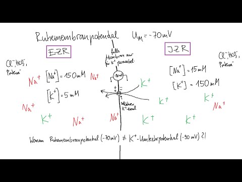 Physiologie – Einstieg: Ruhemembranpotential