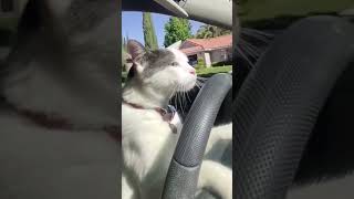 Download lagu Kucing menyetir Mobil 🐱🚗 #shorts  #kucing #lucu #youtubeshorts #nyetirmobil #cat mp3